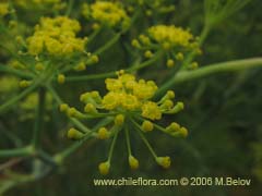 Image of Foeniculum vulgare (Hinojo)